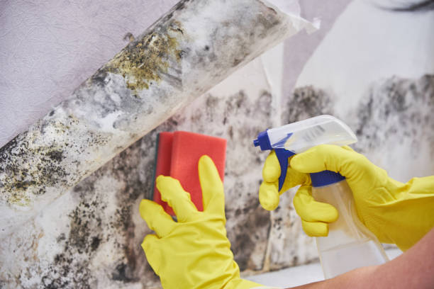 Mold Remediation for Vacation Homes in Gambier, OH